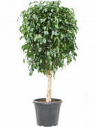 Ficus benjamina 'Danielle zapletený kmeň 36x160 cm