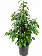 Ficus benjamina 'Danielle 21x90 cm