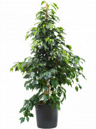 Ficus danielle 27x135 cm
