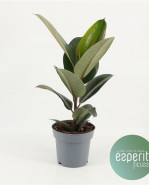 Ficus elastica 17x50 cm