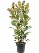 Ficus elastica tineke 30x150 cm