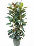 Fikus - Ficus elastica "Robusta" 3PP 38x190 cm