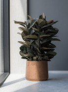 Ficus elastica abidjan 24x75 cm