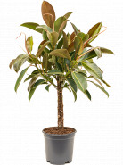 Ficus elastica Melany 27x120 cm