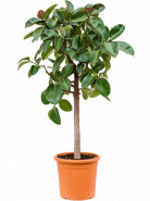 Fikus - Ficus elastica "Robusta" Stem 40x180 cm