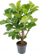 Fikus - Ficus lyrata Branched 27x170 cm