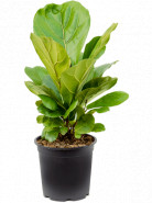 Ficus lyrata stem Pots. 21x50 cm