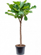 Ficus lyrata stem 30x140 cm