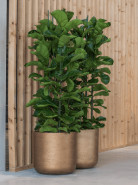 Ficus lyrata  Pots. 34x150 cm