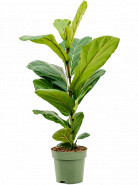 Ficus lyrata 1pp 17x60 cm