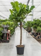 Ficus lyrata stem 38x200 cm
