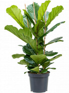 Ficus lyrata Tuft 35x135 cm
