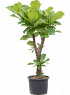 Fikus - Ficus lyrata Branched 30x120 cm