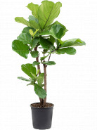 Ficus lyrata Stem (160-180) 45x250 cm