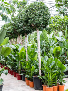 Ficus microcarpa ‘Nitida’ stem 70x280 cm