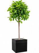 Ficus microcarpa 'Moclame' stem 30x130 cm