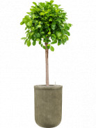 Ficus microcarpa 'Moclame' stem 30x130 cm