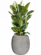 Fikus - Ficus elastica "Robusta" 27x100 cm