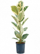 Ficus Elastica Tineke 1pp 18/19 výška 70 cm