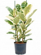 Ficus Elastica Tineke 2pp 22/19 výška 90 cm