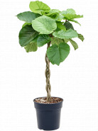 Ficus umbellata Stem braided 24x100 cm