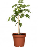 Figovník Ficus carica Napolitana stem21x100 cm