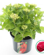 Hortenzia Hydrangea macrophylla Red Beauty červená 22x45 cm