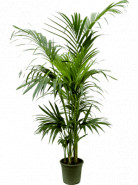 Kentia (Howea) forsteriana bush extra 24x170 cm