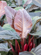 Philodendron imperial Red 19x60 cm
