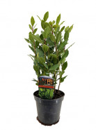 Laurus nobilis bobkový list 17x60 cm