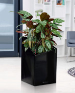 Lechuza Cursivo Premium Single planter black 40x40x67 cm