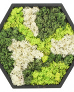 Machový obraz s lišajníkom čierny šesťuholník Reindeer moss Mix 38x33 cm