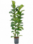 Ficus lyrata bambino 18/19 cm v.135 cm
