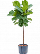 Ficus lyrata stem 25/19 v.130 cm