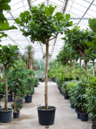 Fikus - Ficus lyrata stem 70x425 cm
