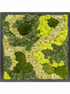 Machový obraz s lišajníkom RAL 9005 Satin Gloss 30% Ball moss 70% Reindeer moss Mix 40x40x6 cm