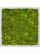Machový obraz Moss painting hliníkový rám 100% bobky 40x40x6 cm