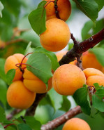 Marhuľa Darina Prunus armeniaca