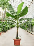 Banánovník Musa dwarf cavendish stem 45 x210 cm
