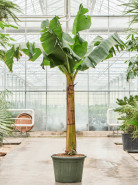Banánovník Musa dwarf cavendish stem 53 x220 cm