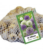 Okrasný cesnak fialové/biele kvetinové cibuľky Allium Nelton mix (sieťka 40 ks)
