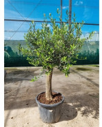 Olivovník Olea europaea Stem 50x160 cm