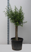 Olivovník Olea europaea Stem 46x150 cm