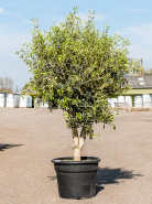 Olivovník Olea europaea Stem 55x180 cm