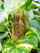 Opora - tyč na rastliny kokos 40 cm/40 mm