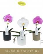 Phalaenopsis mix singolo aquarello sunglinght (jeden kvet) 9x40 cm