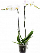 Phalaenopsis 'Tsarine' 2-Branches grandiflora White 15x100 cm