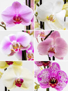 Phalaenopsis orchidea mix farieb 2 stonky 12x70 cm