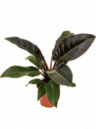 Philodendron Imperial Red 17x45 cm