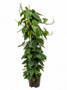 Philodendron scandens Column 80 18/19 v80 cm